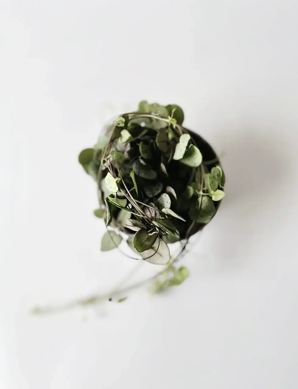 Miniatura: ceropegia woodii zwisająca średnica 10 cm
