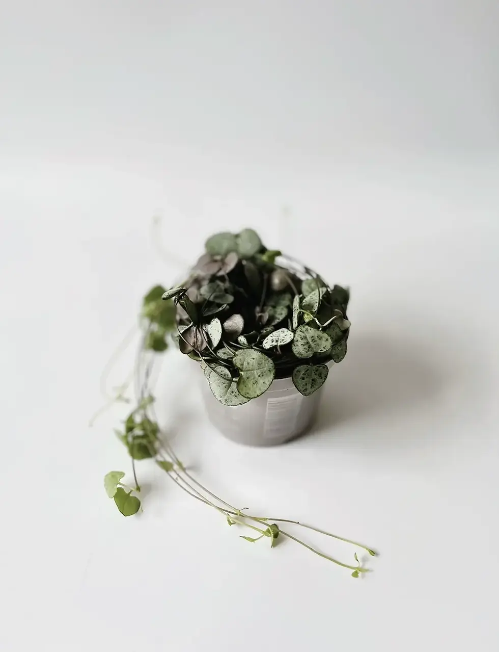 Miniatura: ceropegia woodii średnica 10 cm