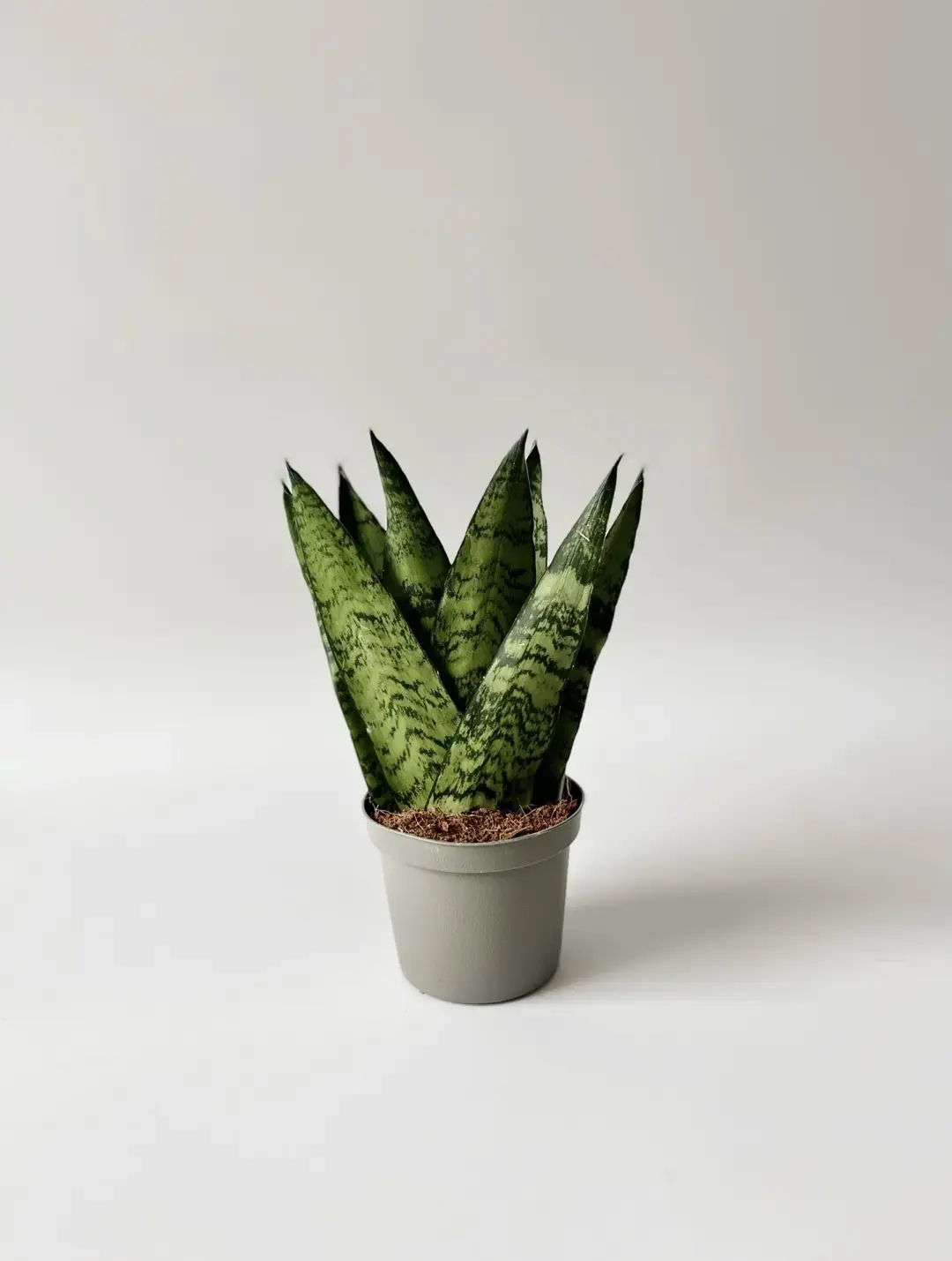sansevieria zeylanica fan