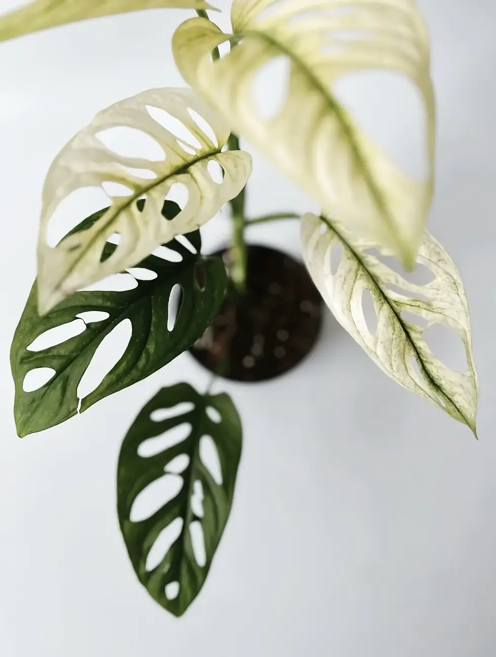 Miniatura: monstera monkey mask variegata sadzonka nr 1 wybrarwienie