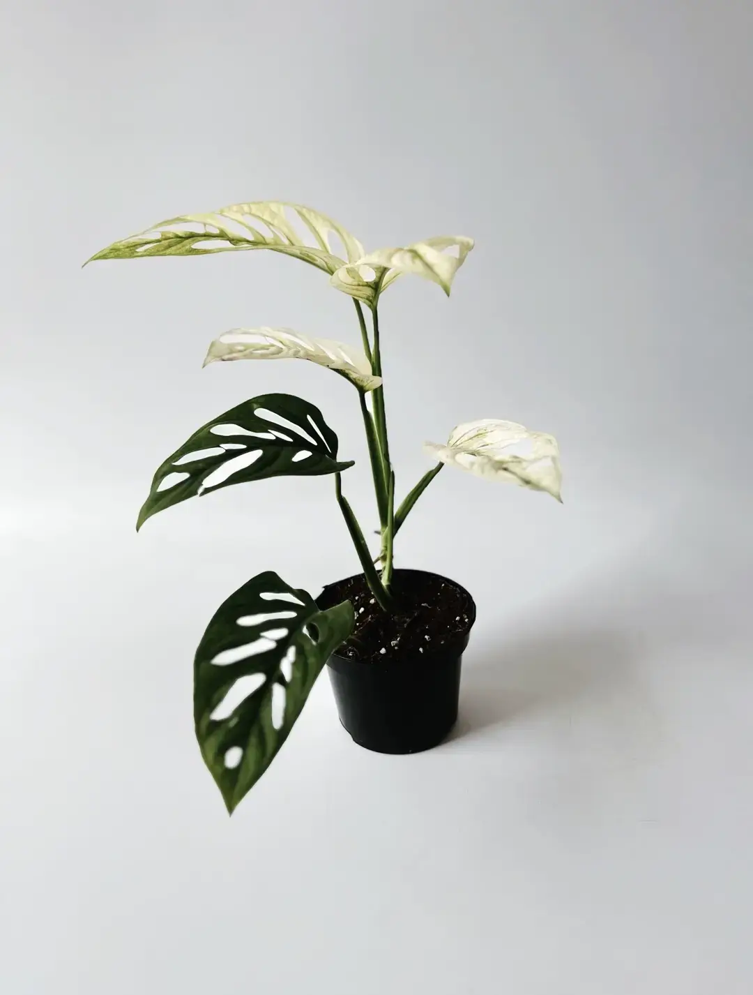 monstera monkey mask variegata sadzonka nr 1