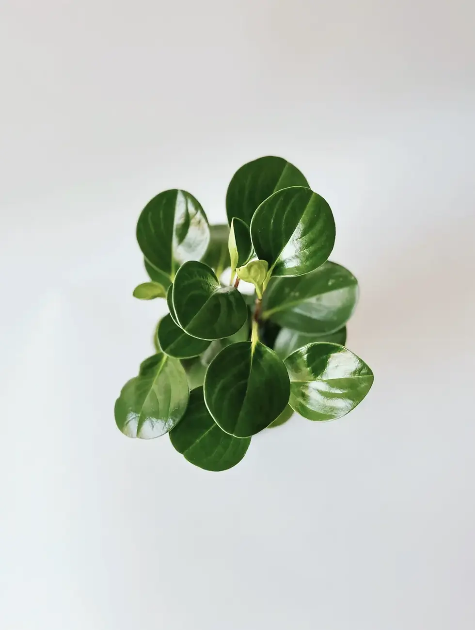 Miniatura: peperomia obtusifolia ujęcie z góry
