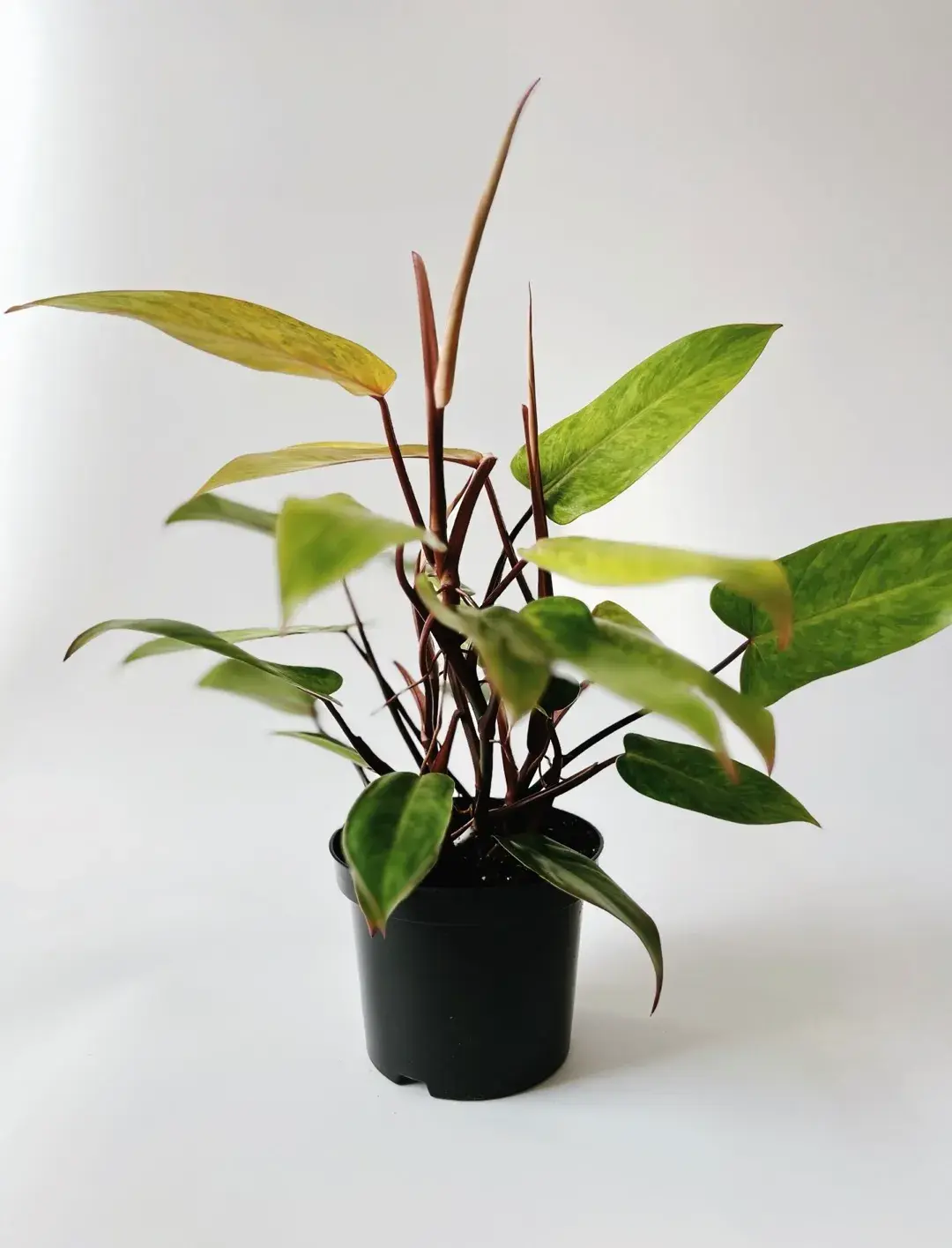 philodendron painted lady