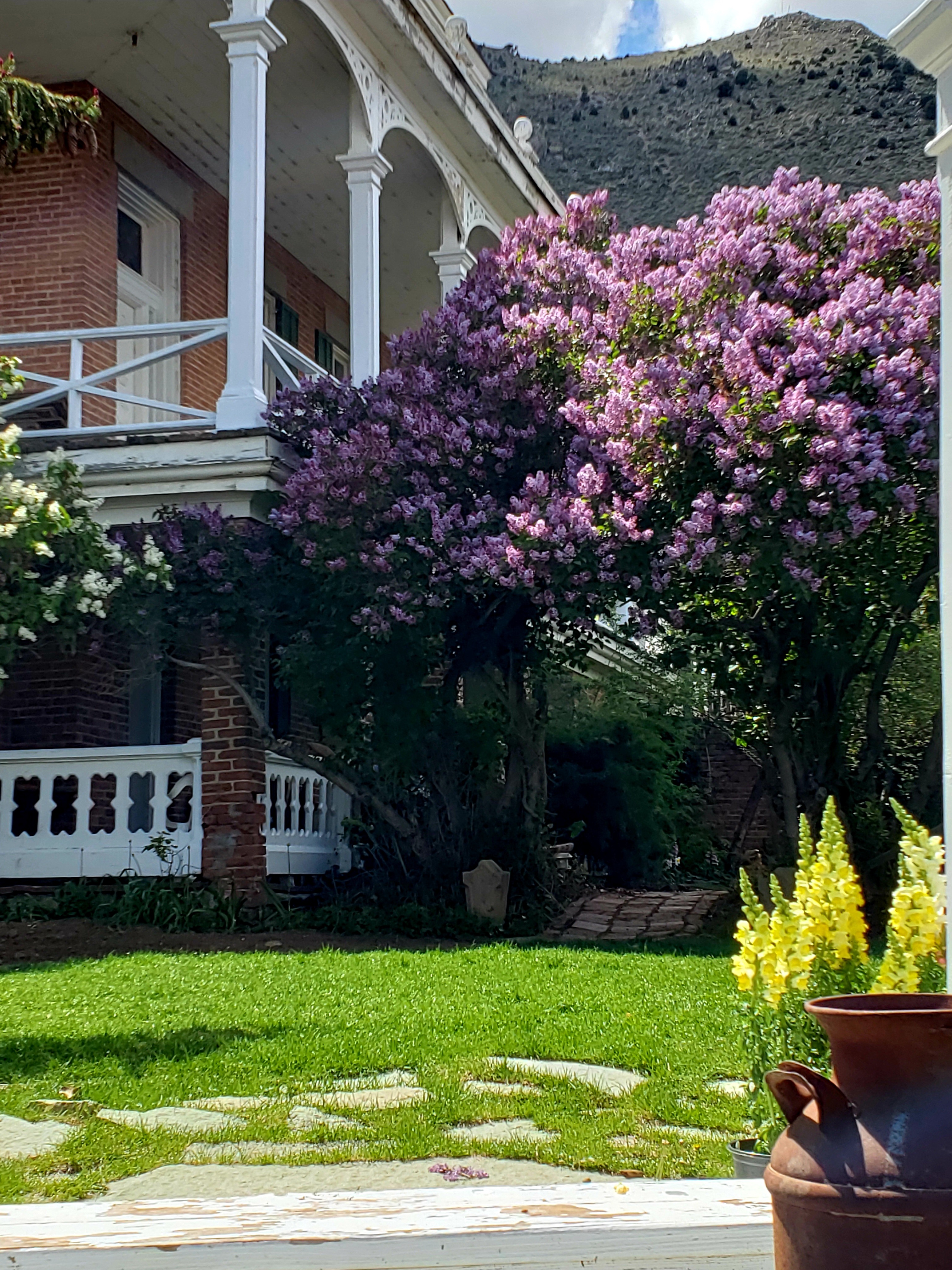 Blooming Lilac
