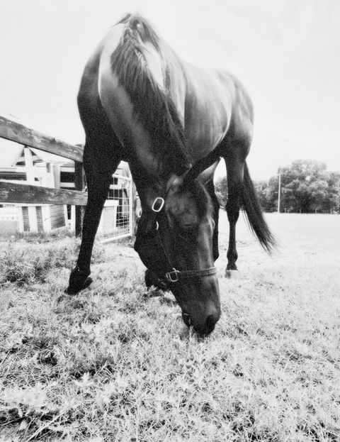 the farm