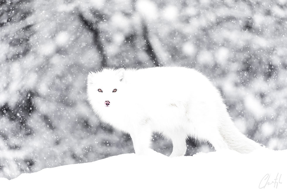 WILDLIFE