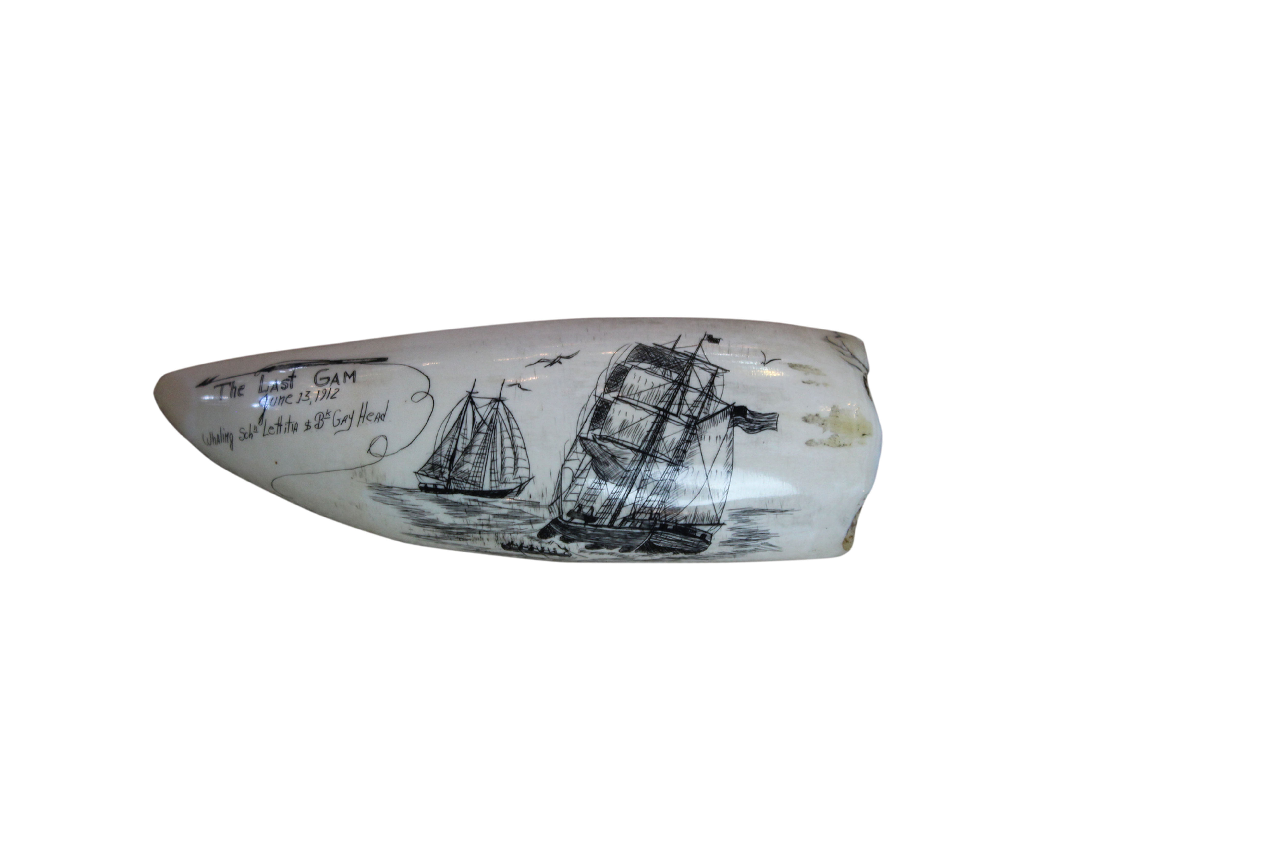 Signed Baleen Whale Scrim