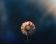Flor (1).jpg
