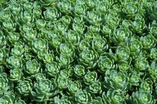 Sedum pachyclados 3L