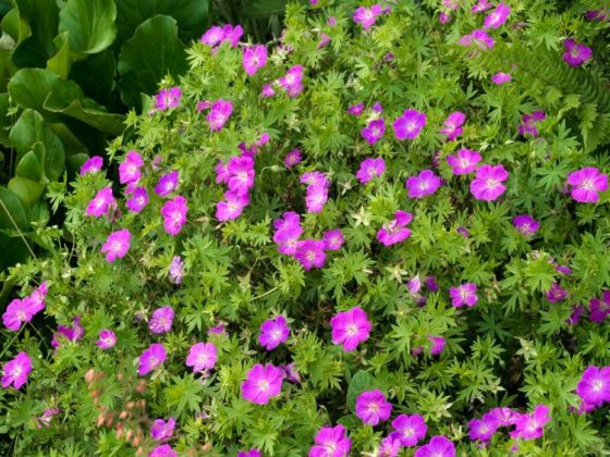 Géranium 'Sanguineum' 3L