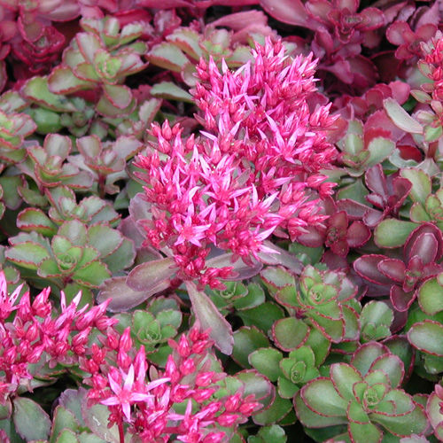 sedum fuldaglut 3L