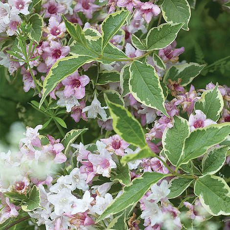 Weigelia nana 'variegata' 3L