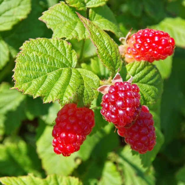 Framboisiers 'Délice de framboise' 2,5L