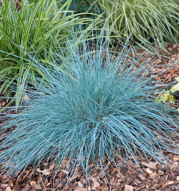Fétuque bleue 'Elijah Blue' 3L