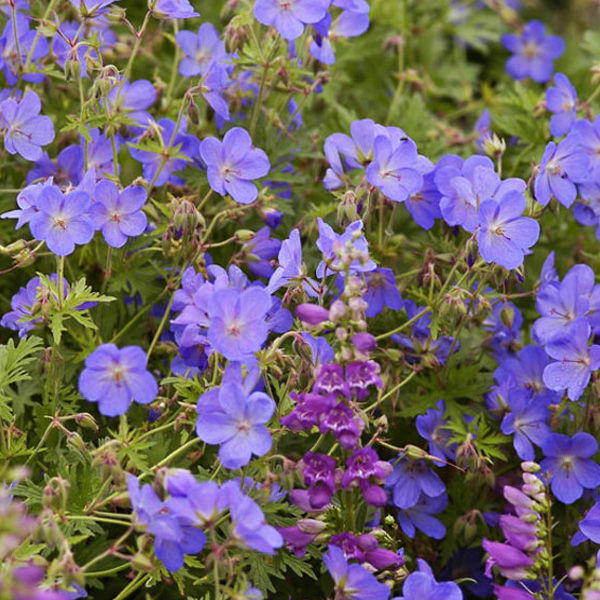 Géranium vivace Johnson's Blue 3L