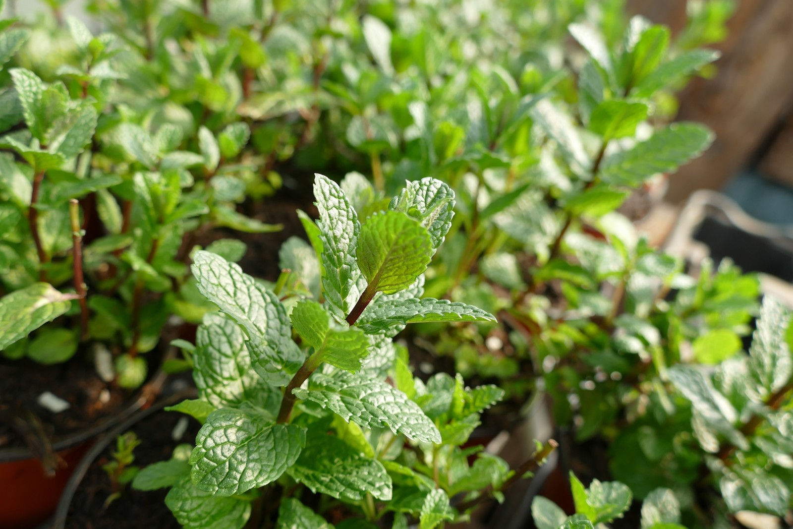 Menthe chewin-gum 3L