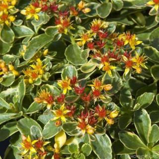 Sedum du Kamtchaka panaché 3L
