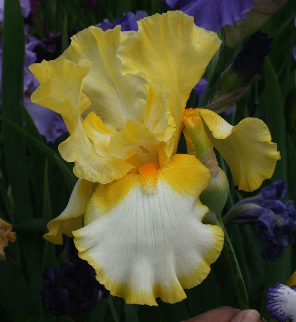Iris 'Fringe of gold' 2L