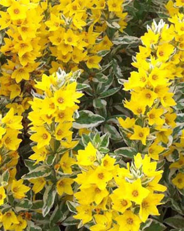 Lysimiaque 'Alexander' 3L