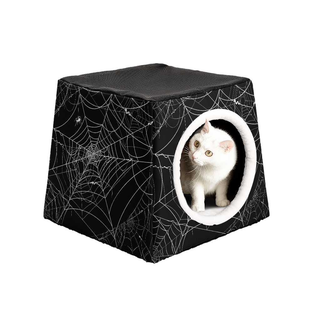 Spiderweb Cat Waterloo