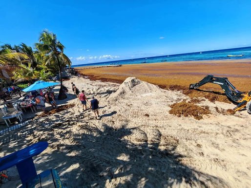 Gobierno acelera limpieza por sargazo en Roatán