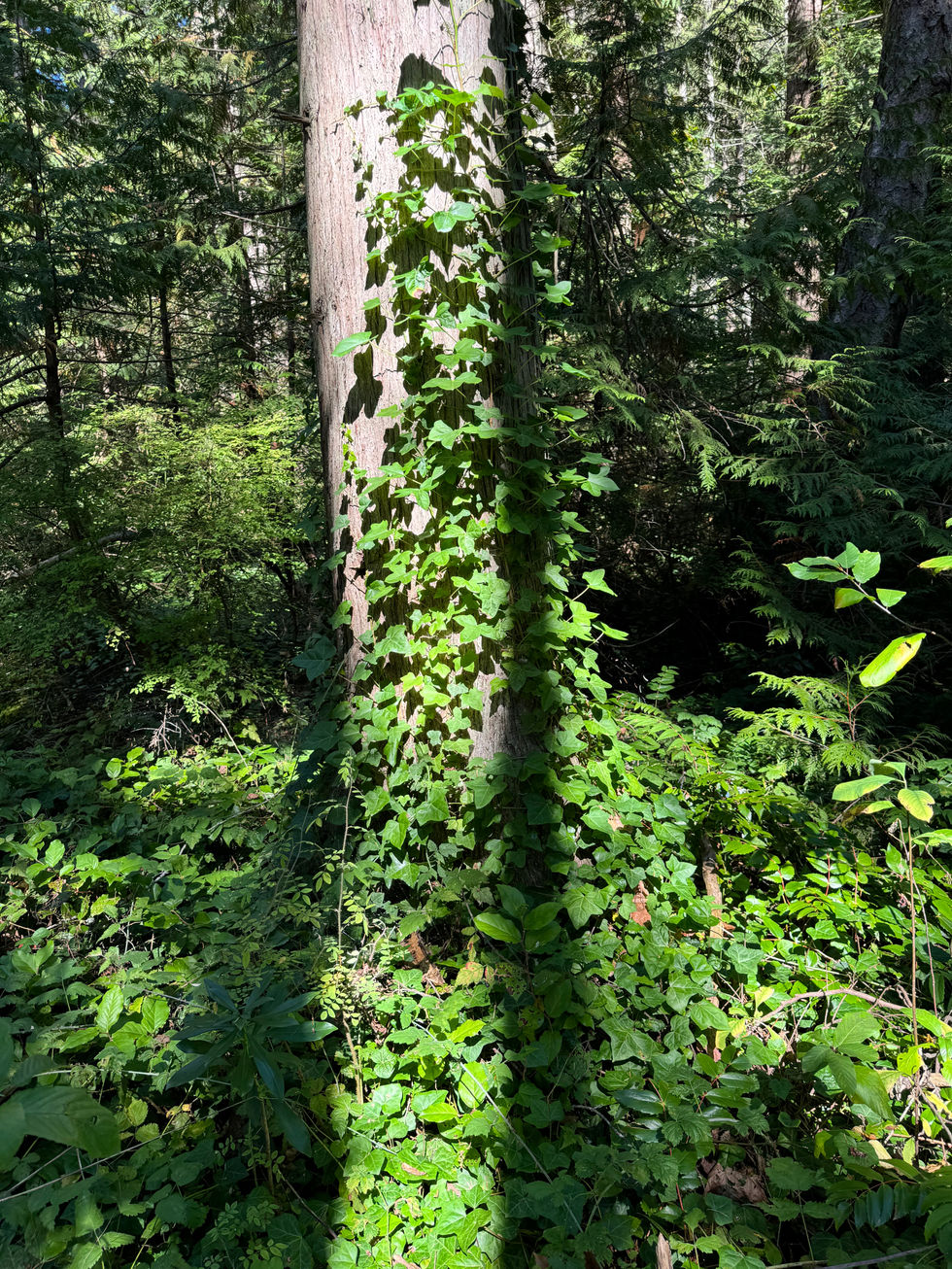 Tree climbing Ivy