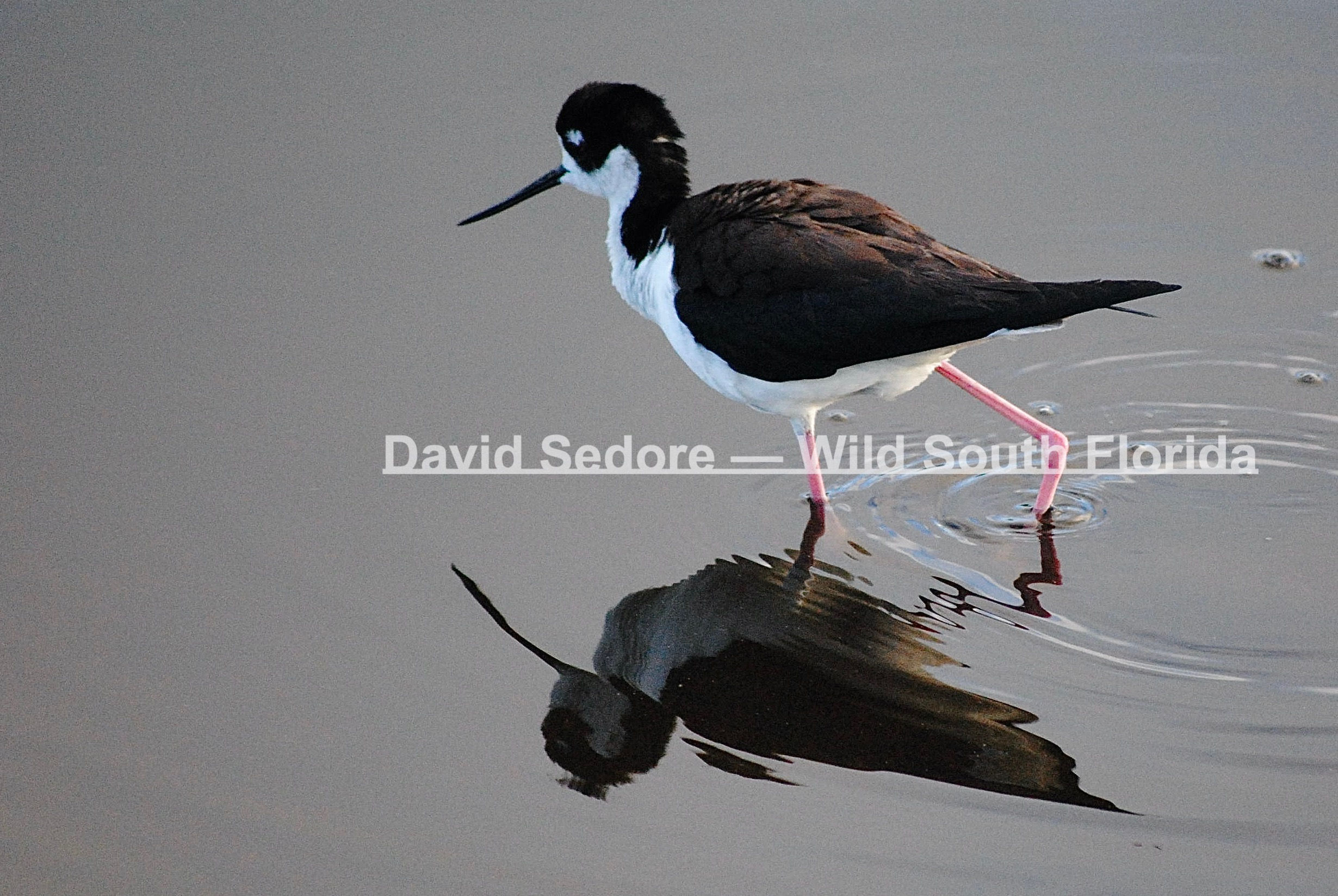 Black-Necked Stilt — Step by Step