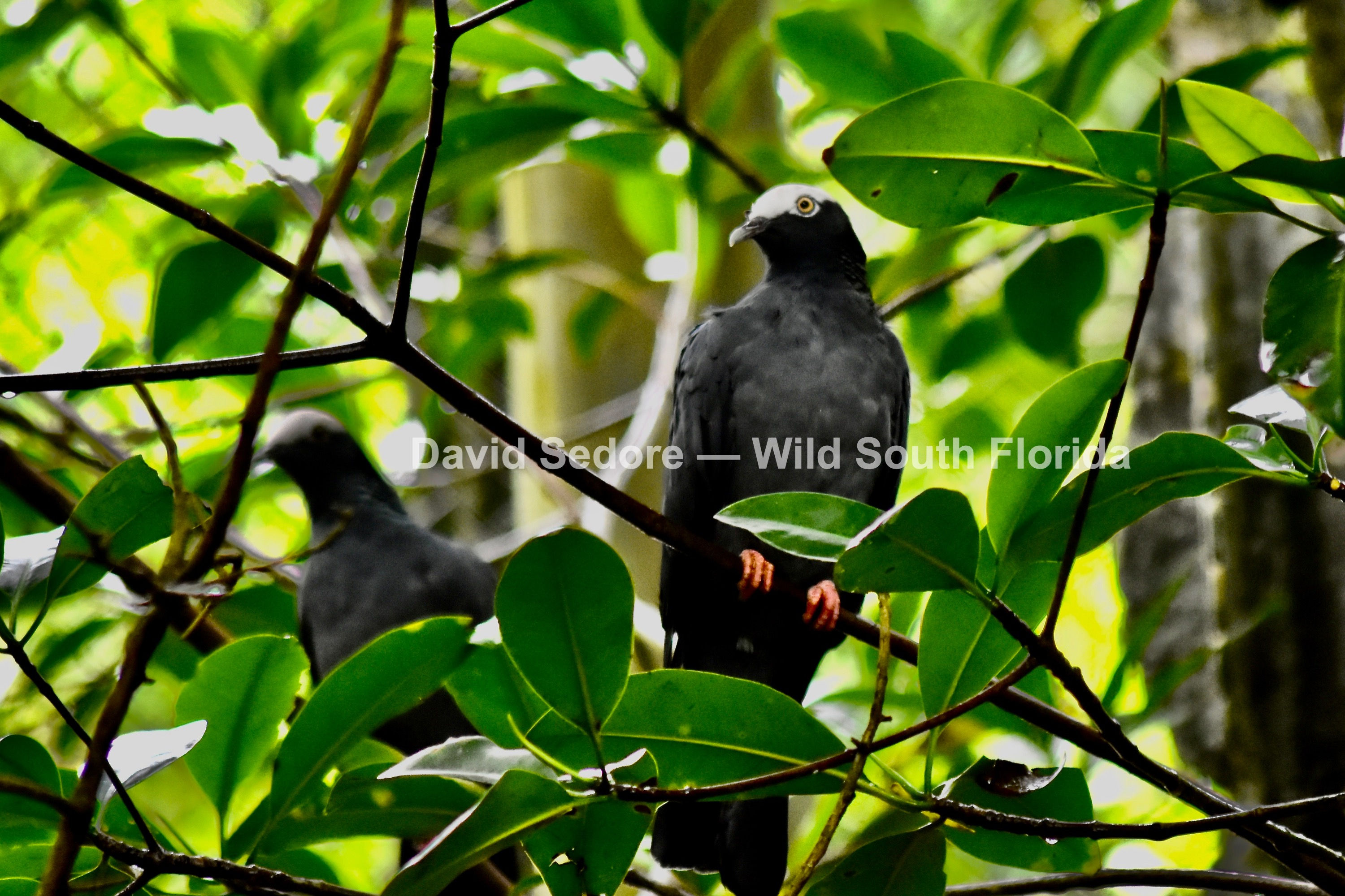 White-Crowned Pigeon