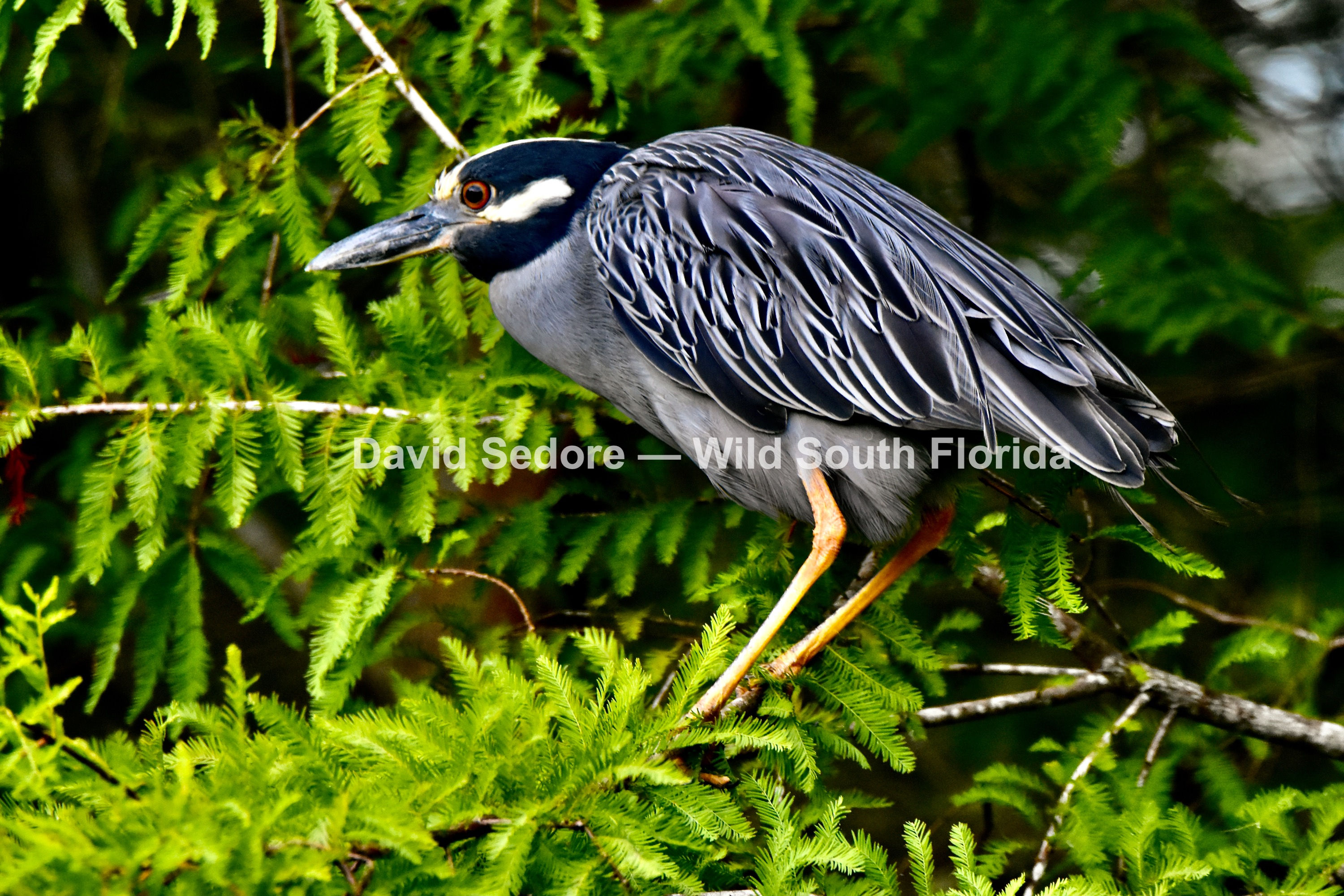 Yellow-Crowned Night Heron