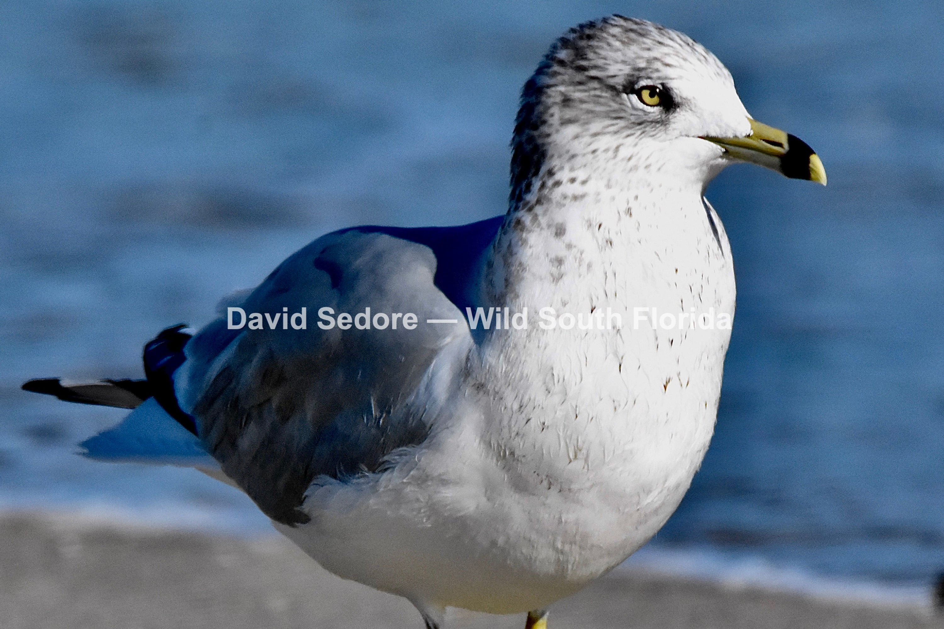 Ring-Billed Gull