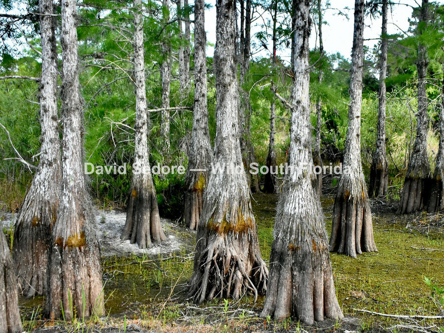 Walking Trees in a Dry Swamp