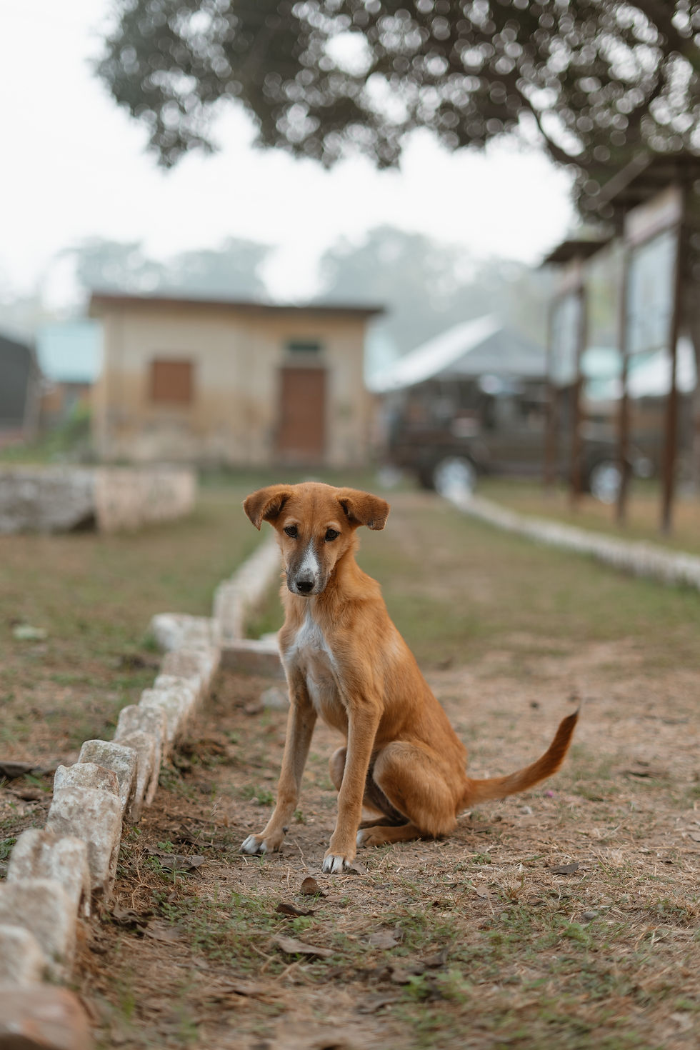 Puppy aan een dorpje bij de jungle (Rishikesh)