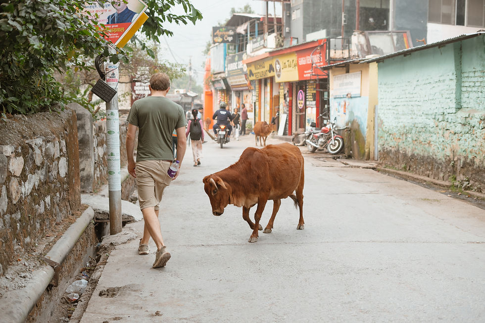Max die een stiertje tegenkomt (Rishikesh)