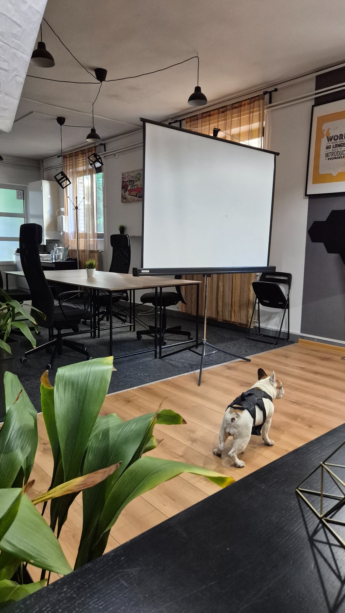 Garden projektor i platno
