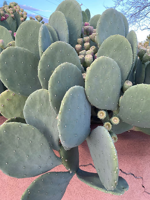 Spineless prickly pear (Opuntia ellisiana) | Roots by the Rio