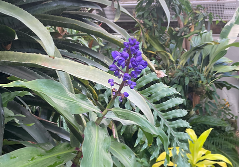 Floral 2.HEIC