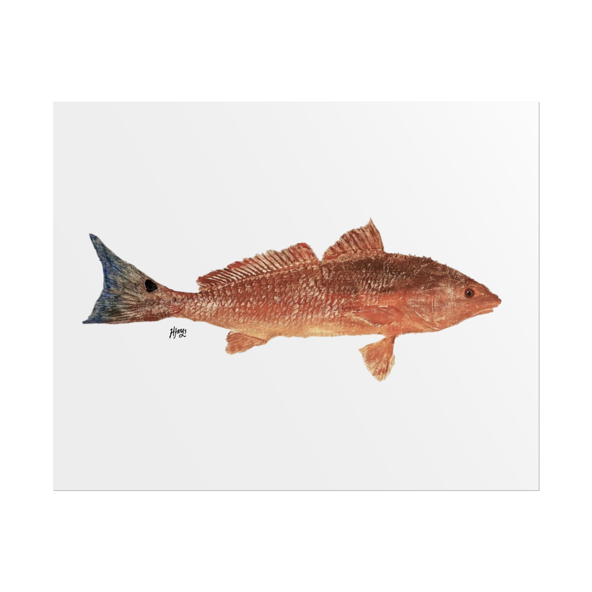 Redfish Print