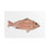 Thumbnail: Red Grouper Print