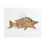 Thumbnail: Hogfish Print