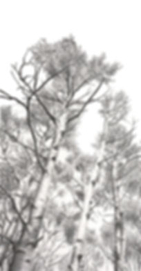 black and white graphite pencil commission drawing by Mercedes Victoria of birch aspen trees in Colorado