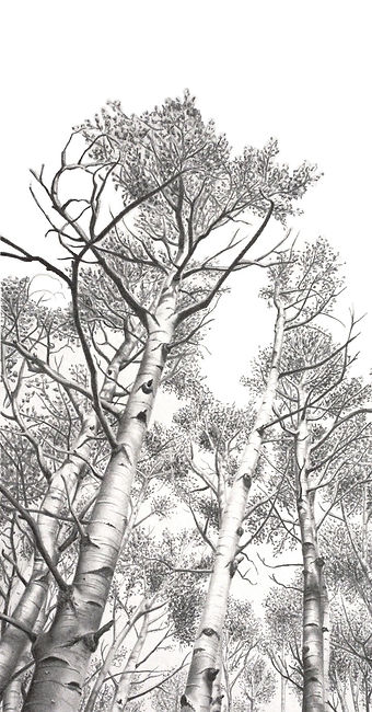 black and white graphite pencil commission drawing by Mercedes Victoria of birch aspen trees in Colorado