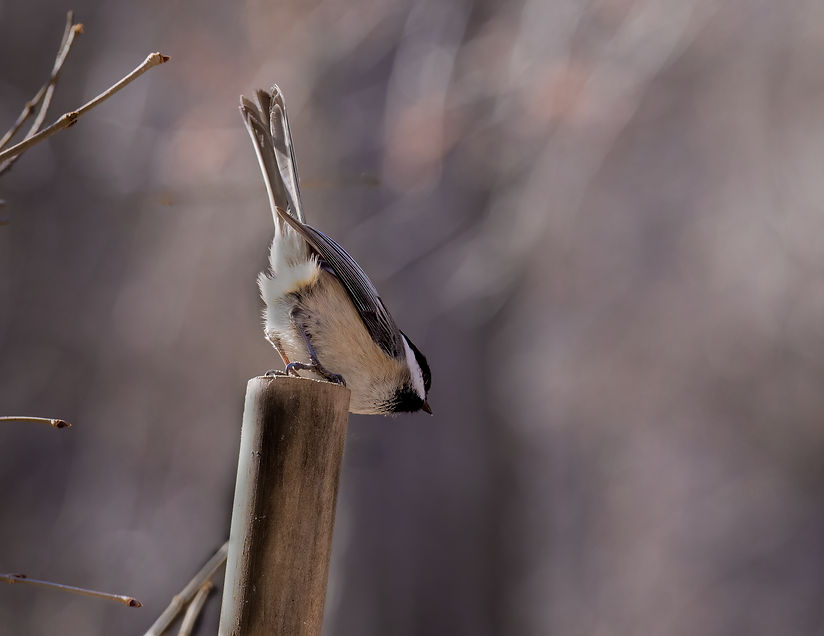 Blackcapped Chickadee butt-.jpg