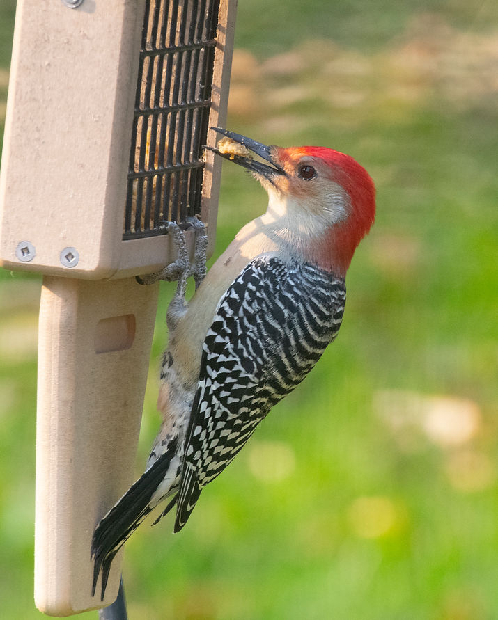 REd-bellied Woodpecker.jpg
