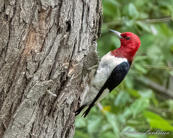 HDR Red-headed Woodpecker-1.jpg