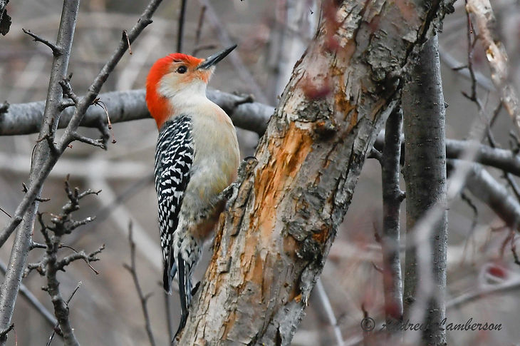 Red bellied Woodpecker-5538.jpg