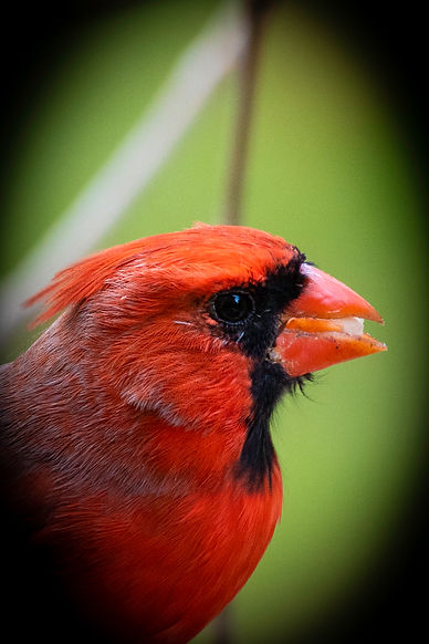 cardinal head shot with vinette.jpg