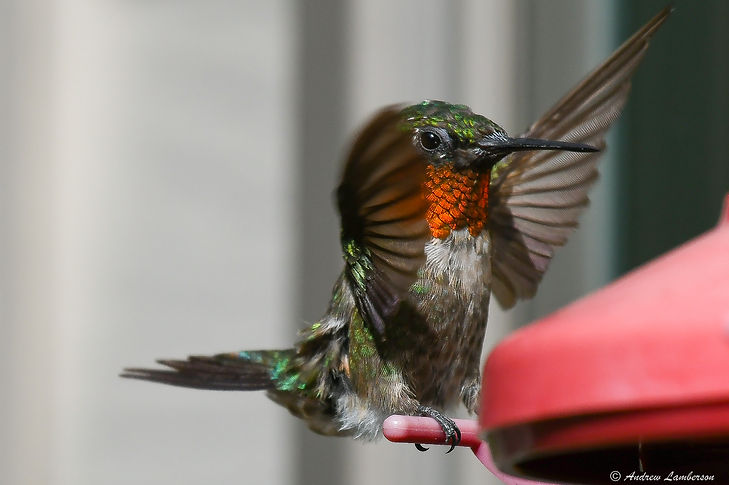 Hummingbird conducting (1 of 1).jpg