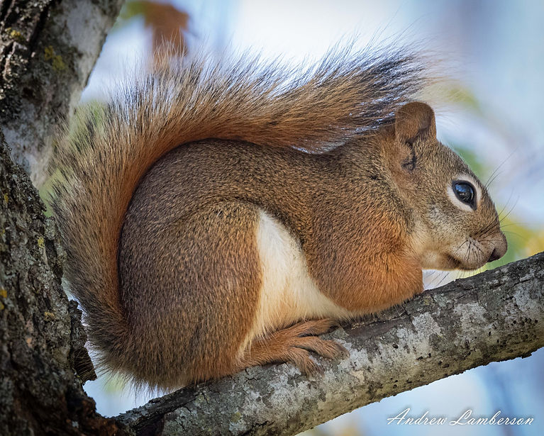 Pine Squirrel-4085.jpg