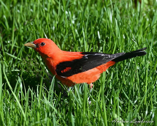 Scarlet Tanager 8x10-.jpg