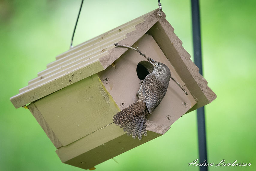 House Wren building nest-5642.jpg